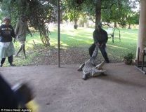 croco zimbabwe-8.jpg